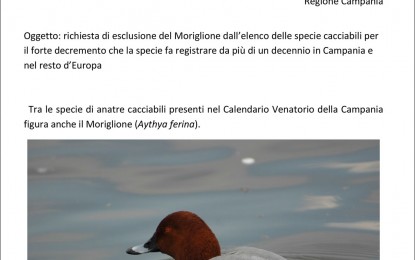 Esclusione del moriglione dalle specie cacciabili nel calendario venatorio della Campania