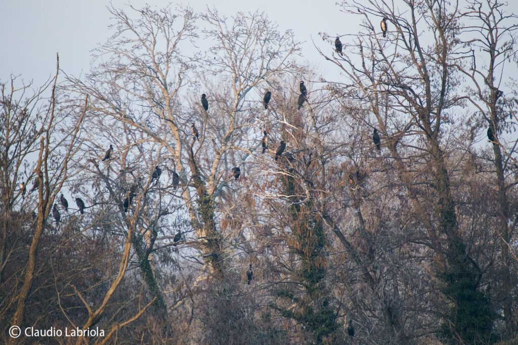 Le_Mortine_Labriola_Cormorani_8141_2500